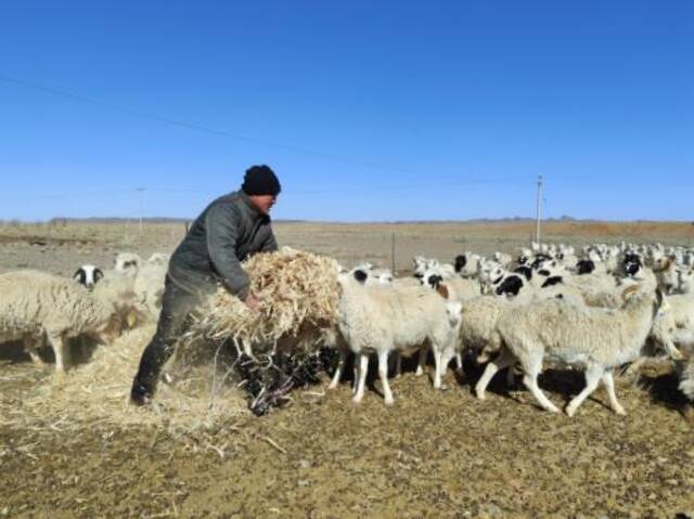 乌拉特中旗温更镇宝格图嘎查牧民阿拉腾那日苏正在喂羊。（受访者供图）