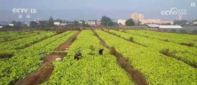 节日效应显现、消费需求增加 各地科学施策守好群众“菜篮子”