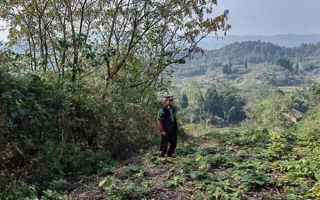 赵某某在达州市达川区百节镇的林区巡山。（达川区人民检察院供图）