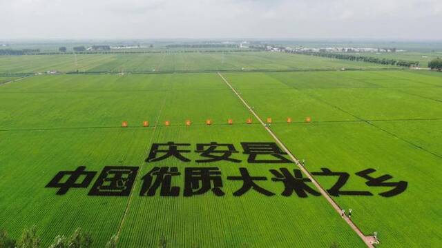 黑龙江省庆安县的稻田画。（受访者供图）