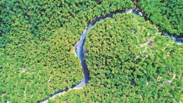 浙江省湖州市安吉县竹林俯瞰图。殷兴华摄