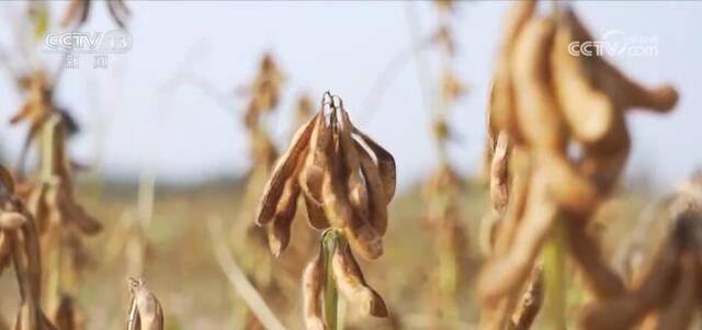 以丰补欠、以秋补夏 “丰收密码”筑牢大国粮仓安全根基