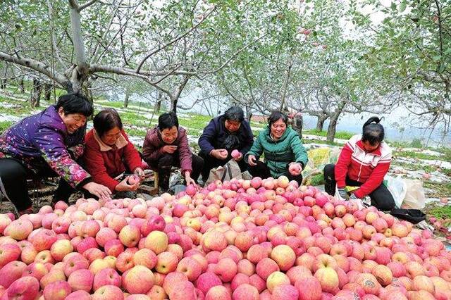 灵宝市苏村果农正在果园挑选优质高山富士苹果，准备销售。