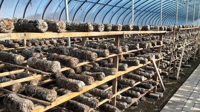 卡子村的菌菇大棚里，一根根菌棒整齐排列。新华社记者任玮摄