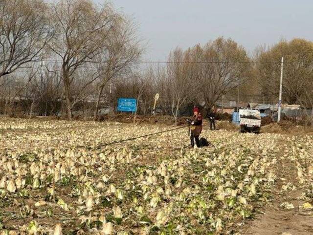 图112月6日，北京市通州区张家湾镇牌楼营村被遗弃的白菜地。摄影/实习生王美霖