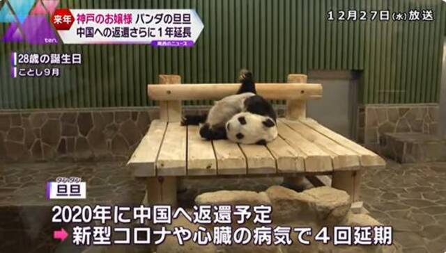 日本最高龄旅日熊猫“旦旦”延期返还中国（日本读卖电视台）