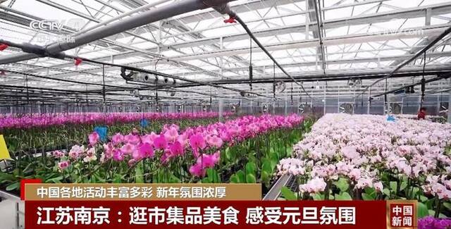 逛花市、赏花灯……各地推出丰富多彩庆祝活动喜迎新年