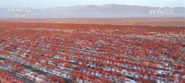 追着雪花看新疆｜山河壮美、产业热火、成就梦想 这里真的不一样！