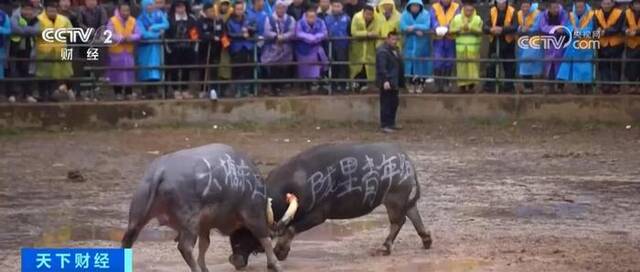 “沉浸式”逛馆、看传统斗牛……文化加持 各地特色游焕发消费澎湃活力