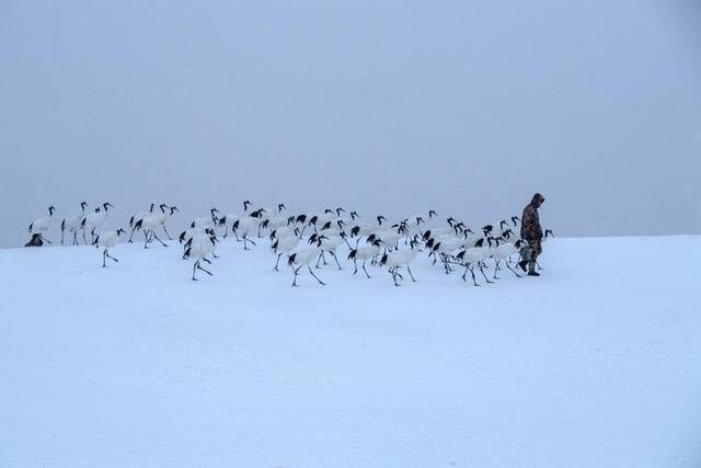 2024年1月4日，黑龙江省齐齐哈尔市扎龙自然保护区，游客顶风冒雪观赏放飞丹顶鹤。ICphoto图