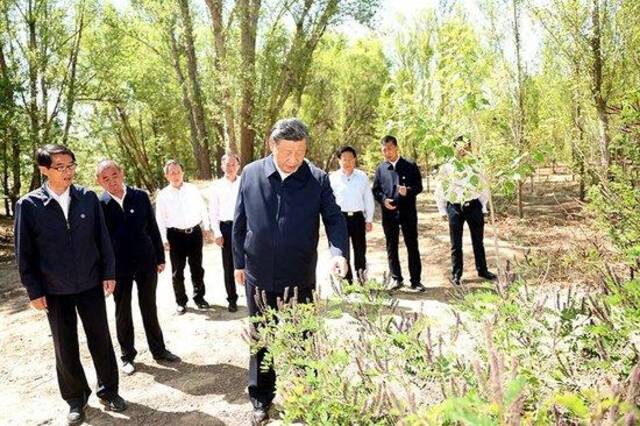 2023年6月6日，习近平总书记在内蒙古巴彦淖尔市临河区国营新华林场考察。