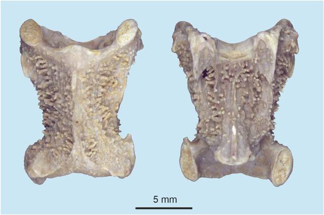 鸟类化石：颈椎表面显示出明显的结节，可能是“内部骨甲”