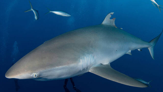 超级治愈鲨鱼在被人类切下一大块鳍后会重新长出鳍