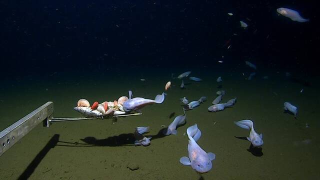 2023年10个令人难以置信的深海发现