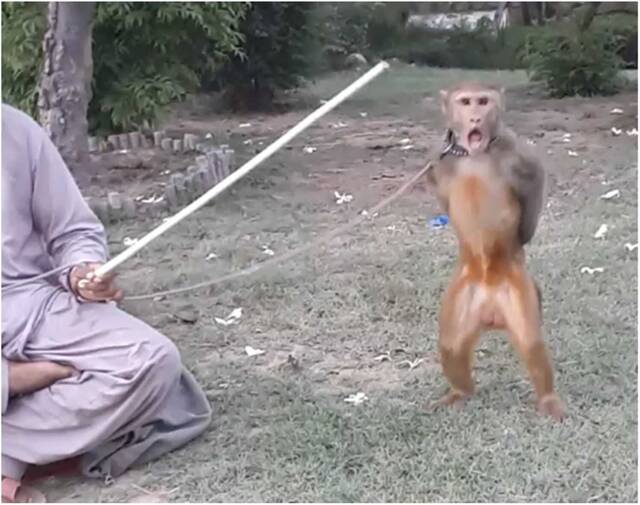 巴基斯坦的跳舞猴子被发现有很高水平的压力荷尔蒙