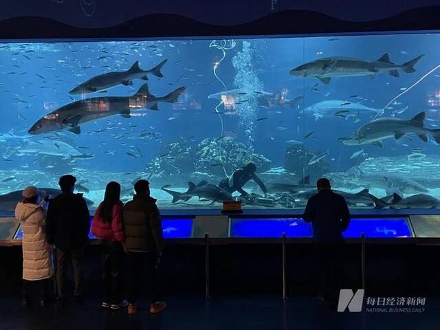 北京海洋馆，游客观赏中华鲟喂食秀。图片来源：每经记者杨煜摄