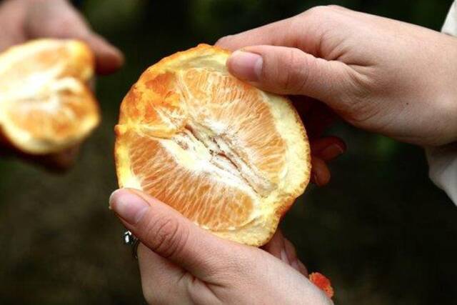 长沙镇果农展示成熟的柑橘果肉。冯蕊摄