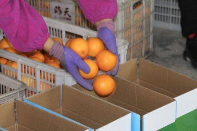 长沙镇代收点里，工人正在分拣橙子。冯蕊摄