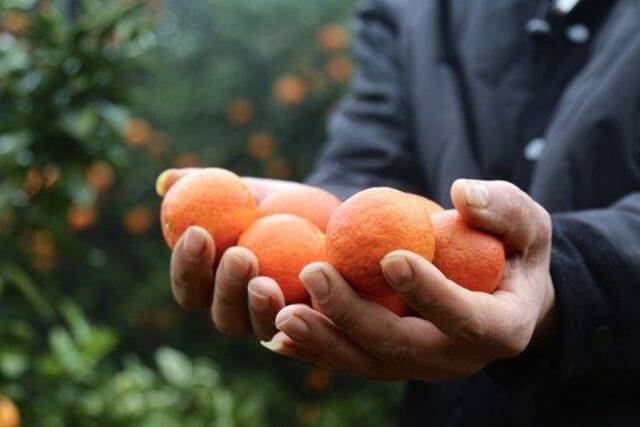 长沙镇的村民捧起丰收的柑橘。冯蕊摄