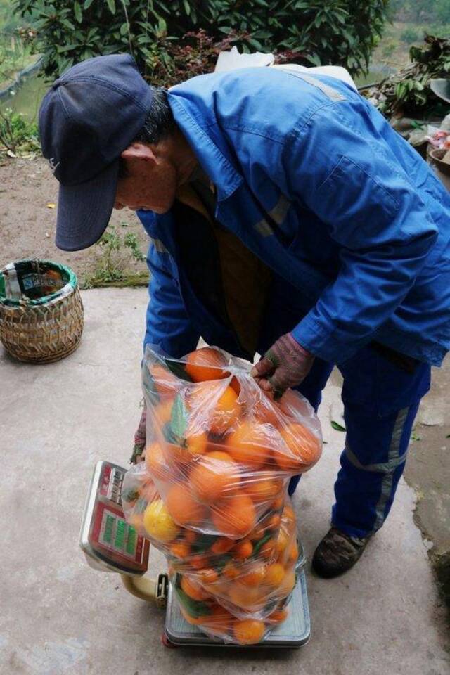 客人前往柑橘园选购柑橘，果农正在称重。沃佳摄