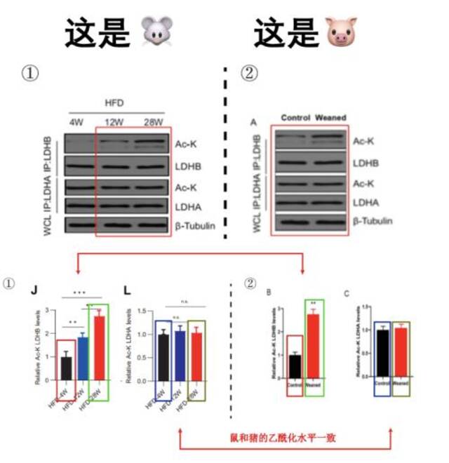 华中农业大学：教师黄某某存在学术不端行为