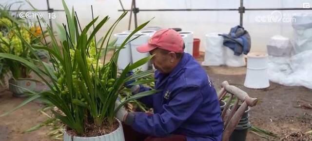 “美丽经济”绽放 各地年宵花销售火爆 芬芳四溢喜迎年