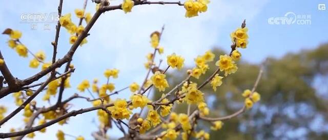 “美丽经济”绽放 各地年宵花销售火爆 芬芳四溢喜迎年