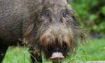 外媒：“几近灭绝”，印尼野猪正面临非洲猪瘟严重威胁