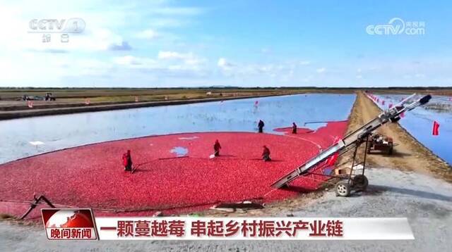 【尝尝我的家乡味】抚远蔓越莓：“红”遍全国 “飞”向太空