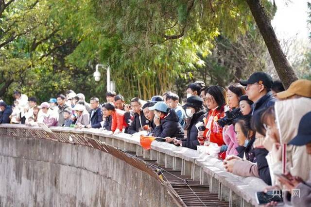 市民及游客等待猫出现（央广网记者魏文青摄）