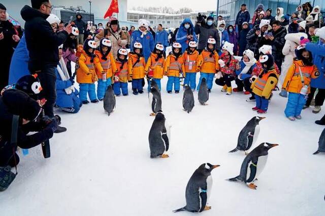 1月6日，在哈尔滨极地公园，“小砂糖橘”与企鹅进行互动。图/新华