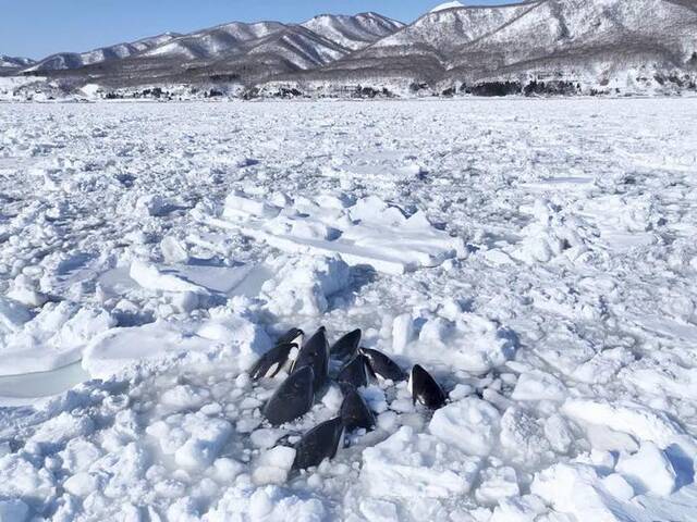 日媒：北海道近海约10头虎鲸被困，俄向日方传达“准备好协助救援”，日方暂无反应