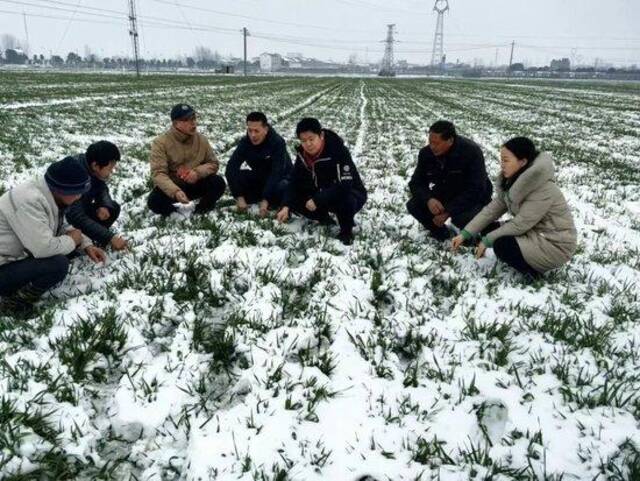 2024年2月5日，汪华一行人在湖北襄阳市樊城区牛首镇麦地考察麦苗。（受访者供图/图）