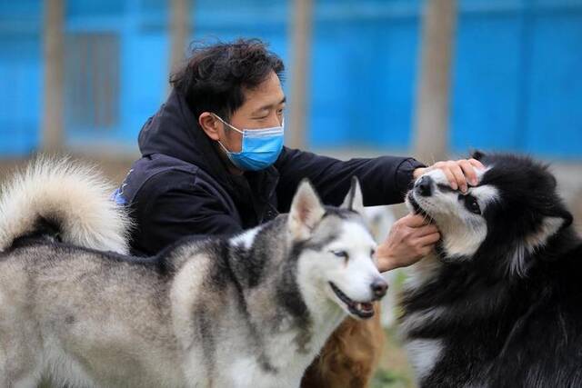 成都一家宠物户外寄养基地的工作人员在查看狗狗情况。视觉中国资料图