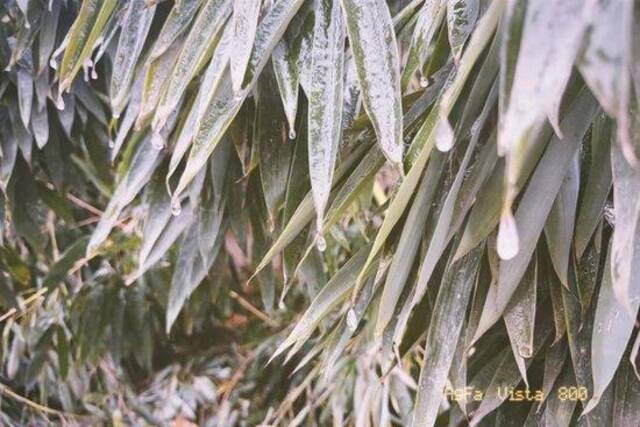 武汉冻雨又来（网友“猫头莺”摄）