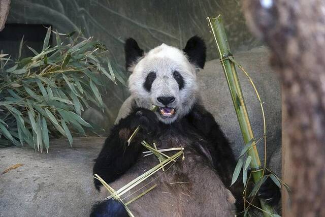 美国将迎来新一对中国大熊猫，美媒：最早今年夏末抵达，“充满期待”