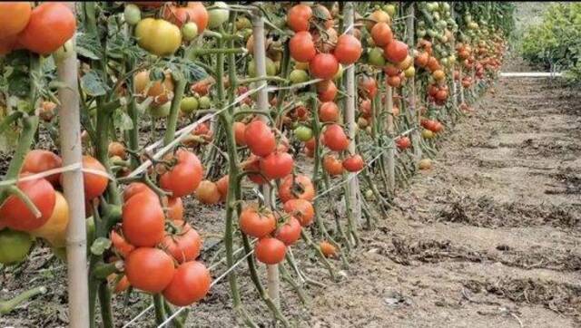三民岛成熟的番茄