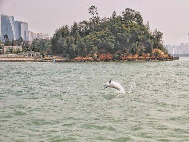 中华白海豚在火烧屿海域畅游。（图源：福建日报）