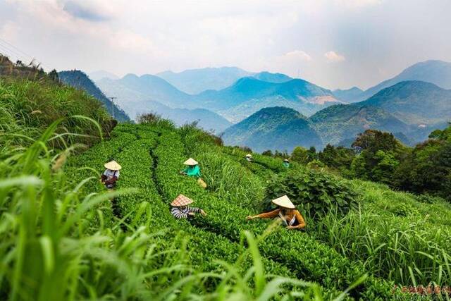 春回大地，茶香氤氲，容县杨村镇平贯村茶山的茶农正抢抓时机开采开春第一批嫩茶。（容县纪委监委供谢德桐/摄）