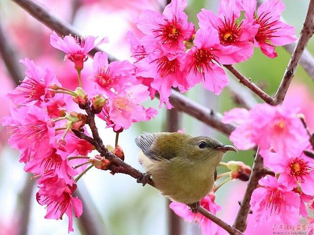 春到二月好风光