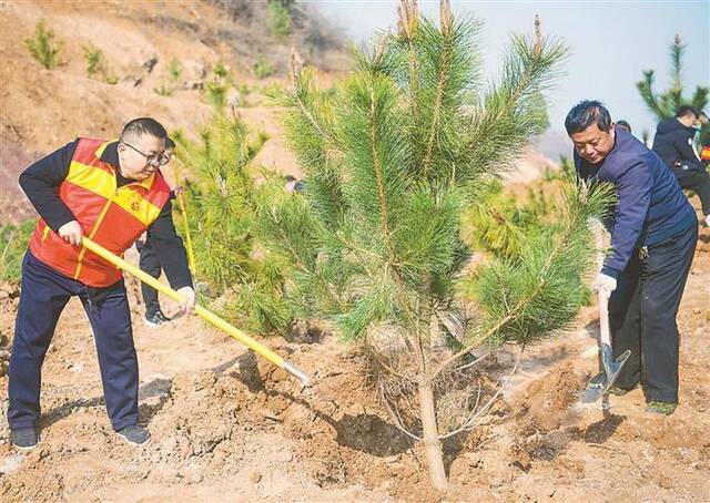 近日，在河南省新安县国家储备林基地内，工作人员和志愿者正在植树。图片来源：视觉中国