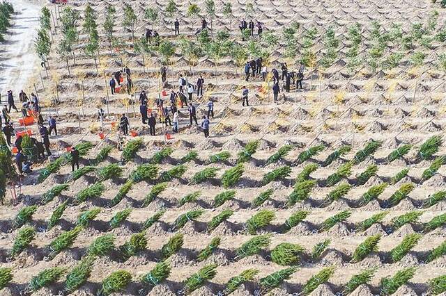 近日，志愿者在山西省运城市盐湖区北坡全民义务植树基地植树造林。新华社发(闫鑫摄)