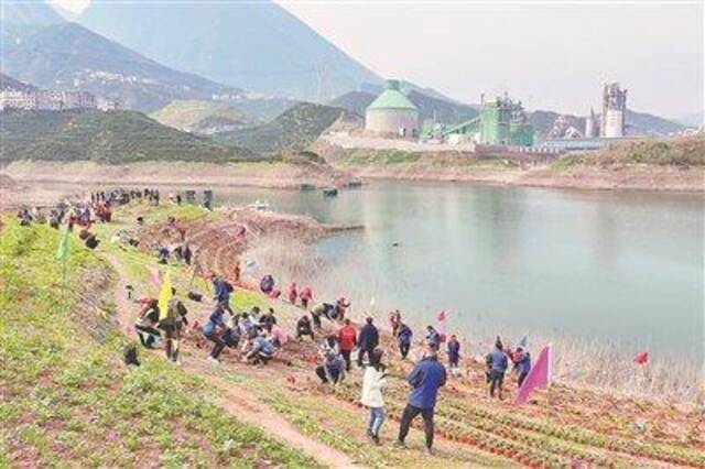 近日，志愿者在湖北省秭归县郭家坝镇将长江特有珍稀濒危植物种植到历史分布区域。图片来源：视觉中国