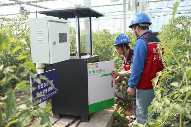 移动技术人员调测蔬菜大棚的虫情传感设备。