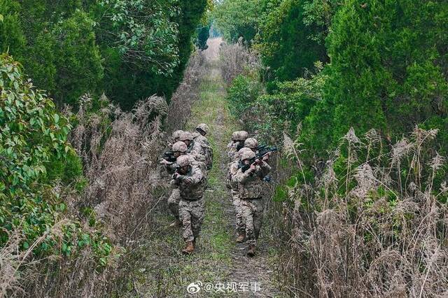 武警林地战术训练硬核大图来啦！