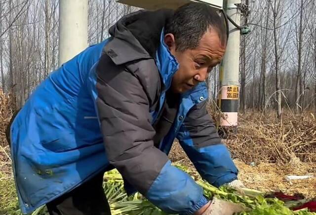 虾米的父亲在处理烂在地里的芹菜。视频截图