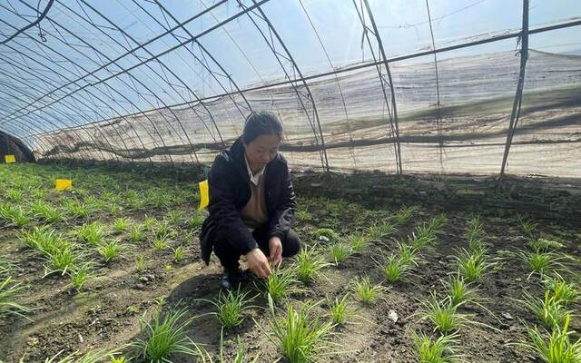 3月13日，技术员张美娜蹲在棚内查看韭菜的生长情况。新京报记者田杰雄摄