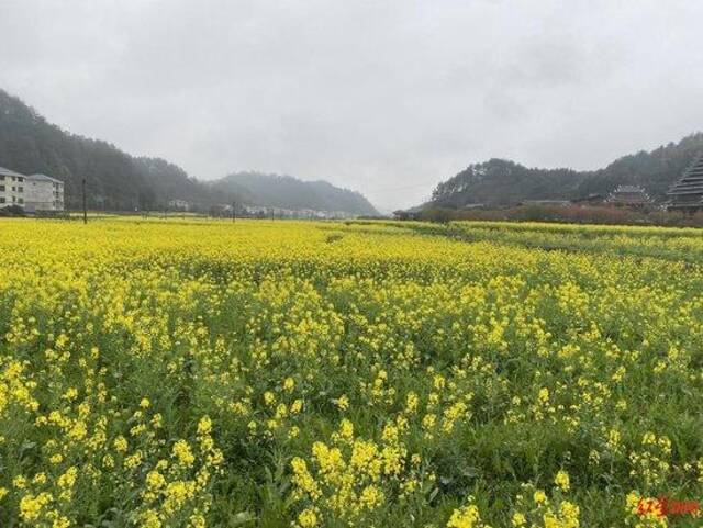 ▲绥宁山间遍地的油菜花开了，但校园霸凌事件让受害者难以释怀