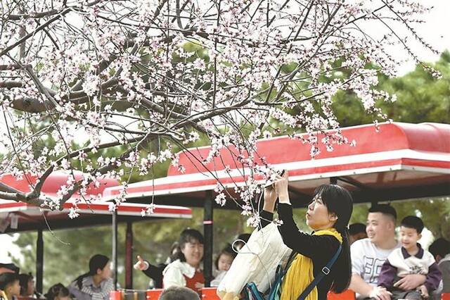 3月16日，市民在河北省石家庄市植物园赏花。新华社发(陈其保摄)