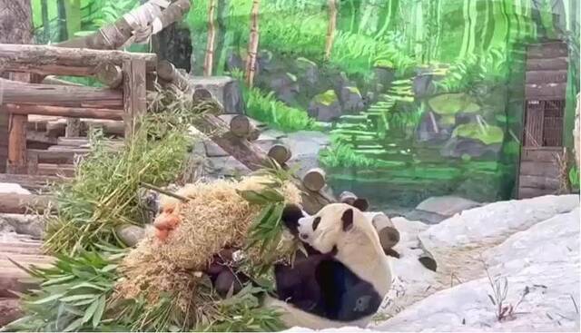 现场画面来了！莫斯科动物园：“熊猫日”当天，中国大熊猫收到礼物